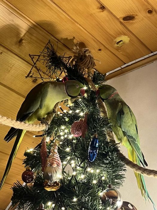 samiec alexandretty obrożnej