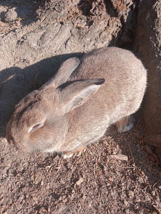Sprzedam króliki