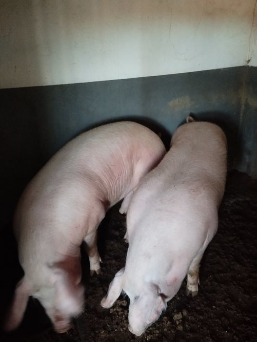 Продам свиней живою вагою 180-200 кг