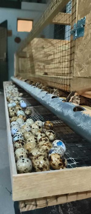 Ovos de codornizes gigantes