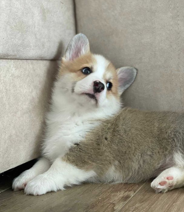 Cachorro Welsh Corgi Pembroke com LOP e Afixo