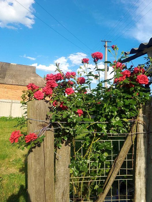 Продам будинок с.Максимівка