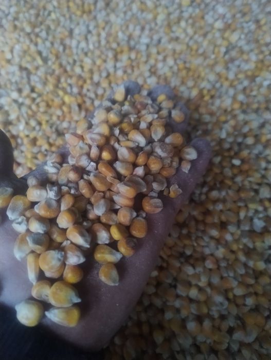 Kukurydza sucha  sprzedam