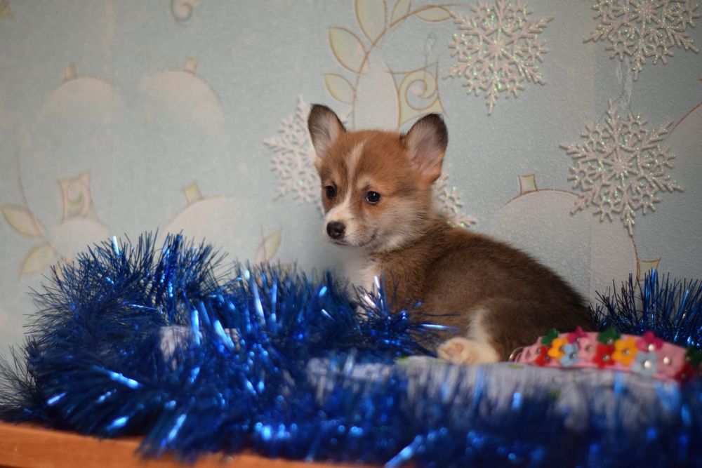 Коргі Пемброк малюки дівчатка і хлопчики тільки в люблячу родину