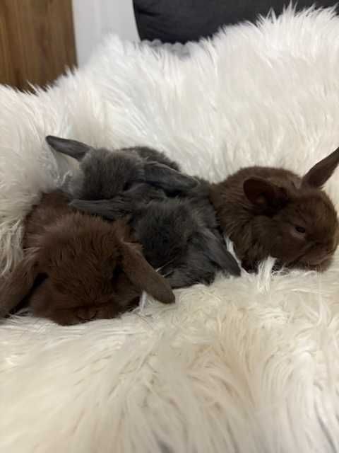 Króliki baranek miniaturka karzełek mini lop