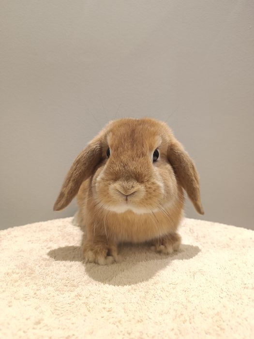 Króliki karzełki baranki miniaturki