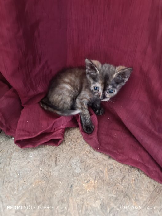 Безкоштовно віддам