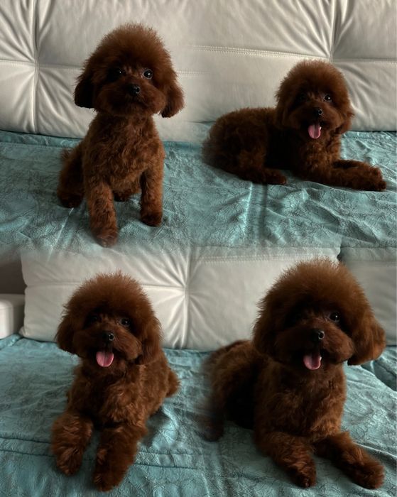 Вязка! Китай Ред Браун Тоу Poodle Teacup