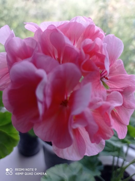 Пеларгония, герань, свежесрез