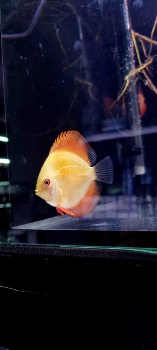 Paletka dyskowiec red melon i solid red młode