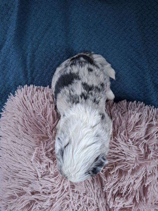 Border Collie suczka