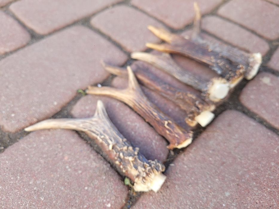 Cena za 6 szt Parostki poroze sarny jelonka rogi