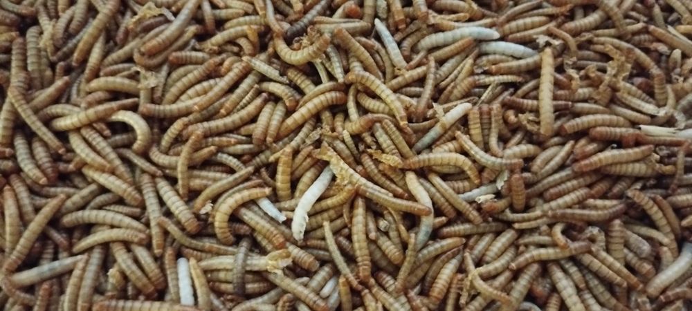 Mącznik młynarek - 2 litry