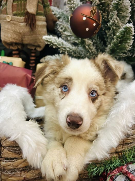 Excelente menina border collie red merle okhos azuis
