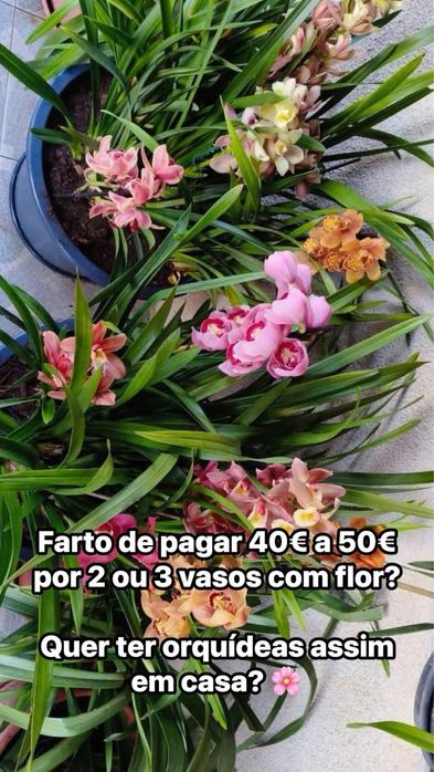 10 orquideas por 49€ sem flor variadas com envio grátis