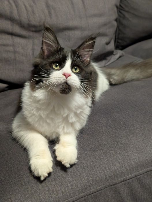 Kotka czarno biała Maine Coon. Zapraszamy
