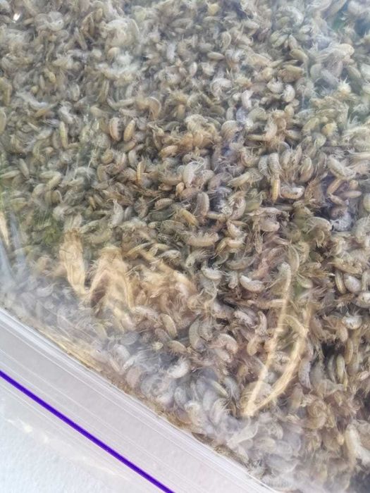 Мороженный Гаммарус