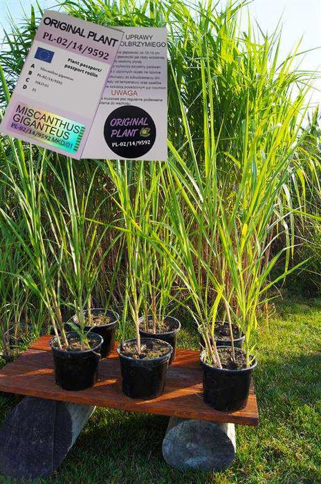 Miskant Olbrzymi Giganteus na żywopłot -Donice 3L   XXL Oryginalne !!!