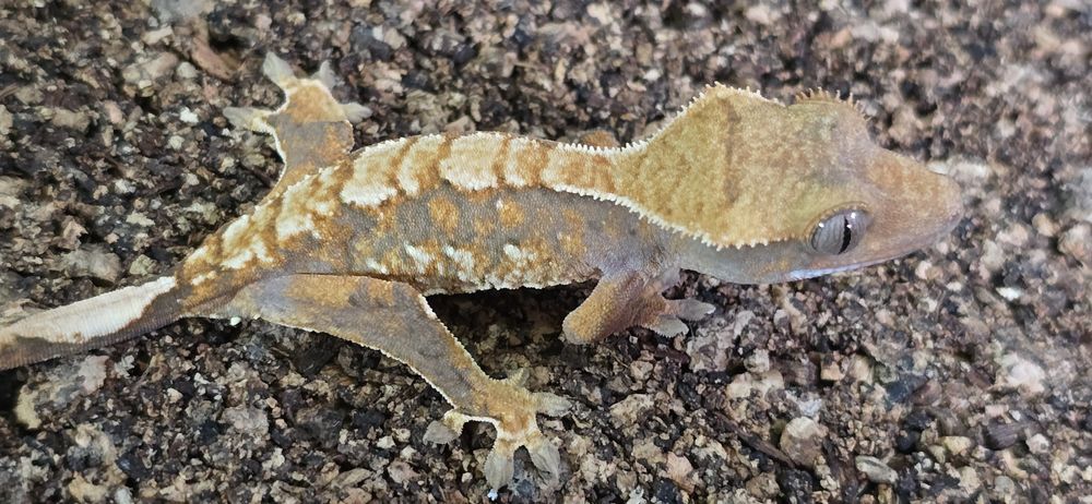 Mlode gekony orzesione jaszczurka