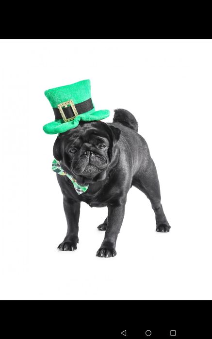 Мопс вязка. Черный кобель ждёт невест.