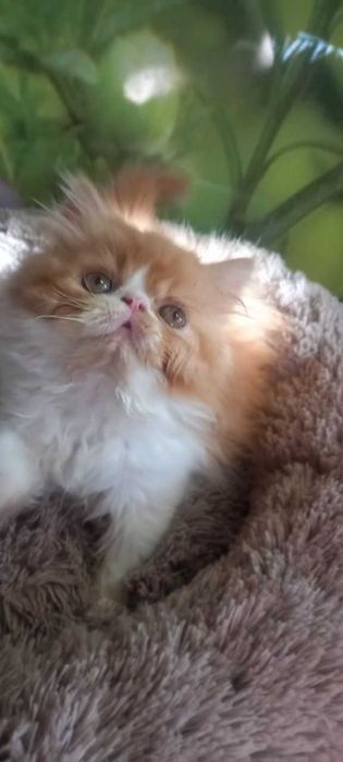 Персидские котята