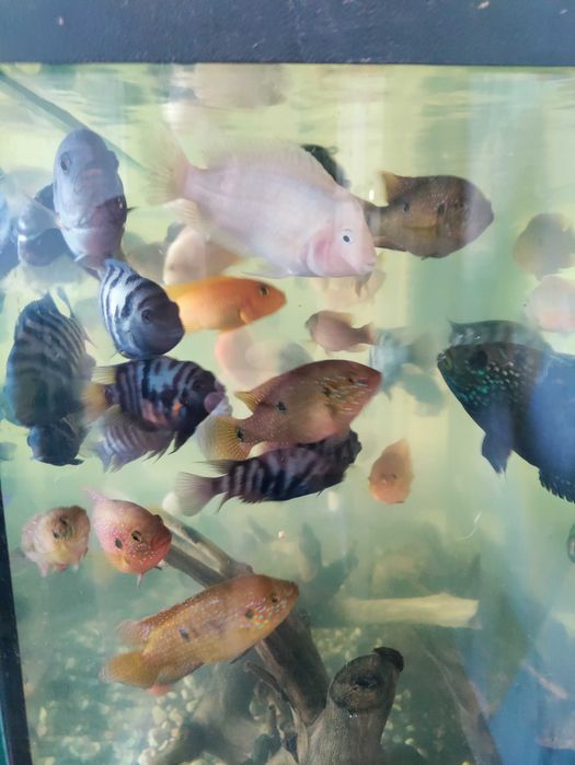 Цихлида 400 гривен