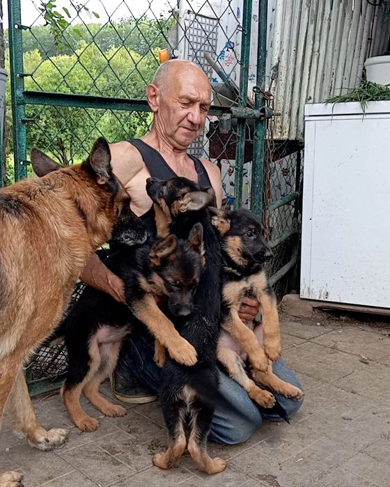 Девочки 2,5 мес .от яркой,крупной пары из питомника.