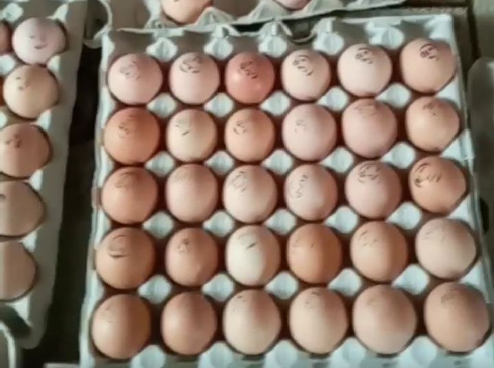 Інкубаційне яйце опт та роздріб курячі, індики, качки