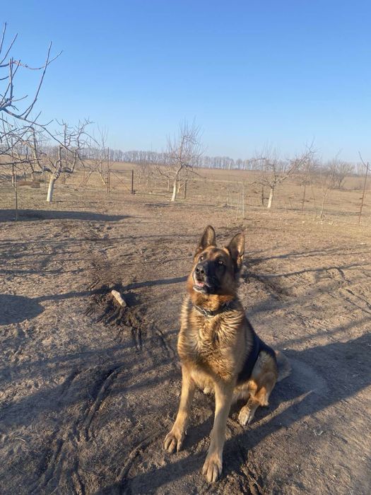 цуценята вівчарки 2,5