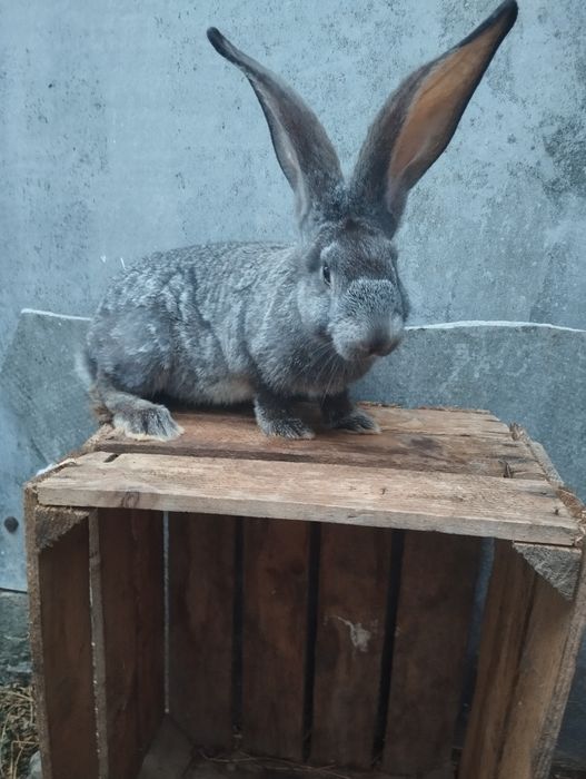 Європейська шиншила