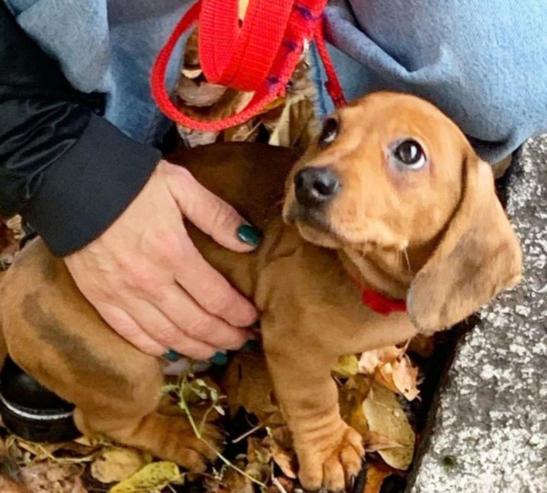 Руді таксята  дівчатка і хлопчики