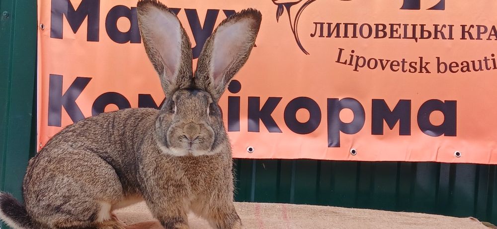 Продаж кролів породи БВ