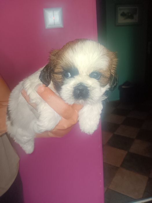 Szczeniaczki Shih tzu
