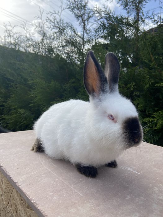 Каліфорнія 3 міс