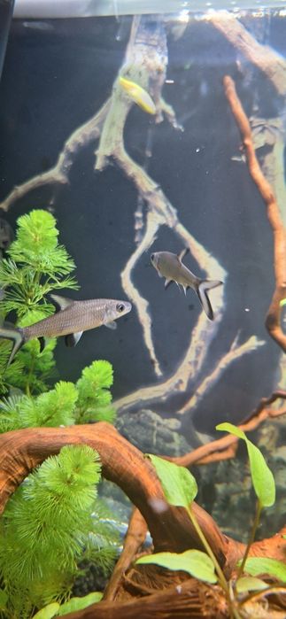 Brzanka rekinia 2 szt oddam za darmo