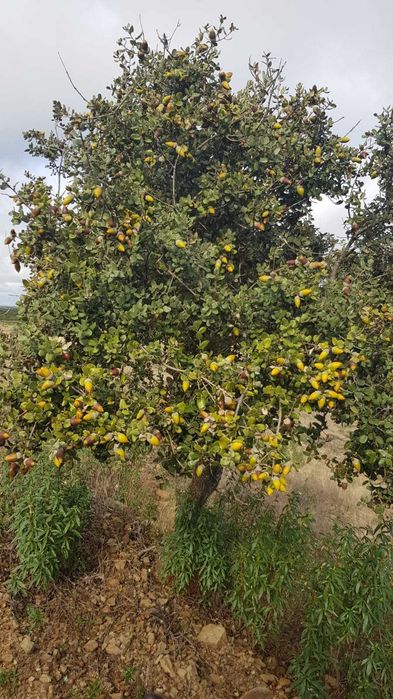 Quinta rica em água em Martim Longo