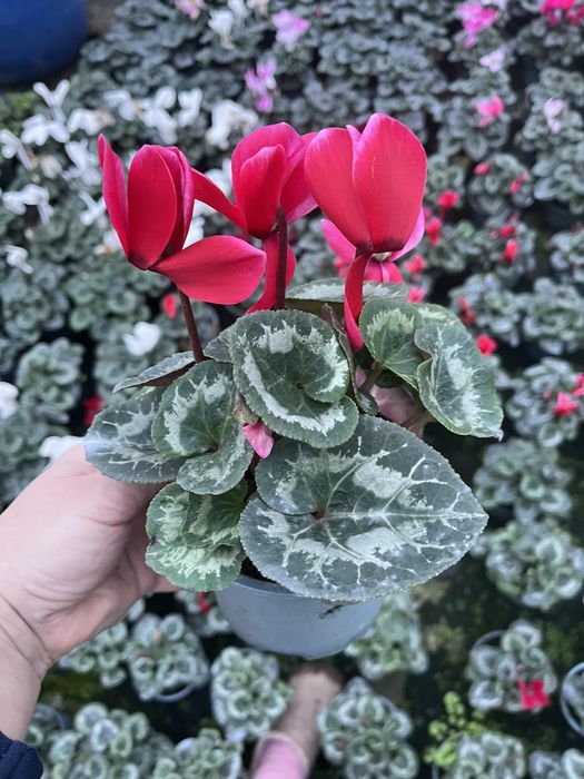 Цикламен  12 стаканчик