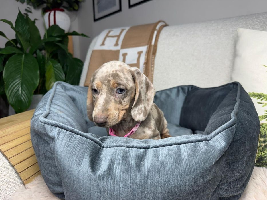 jamnik miniaturowy szczeniak