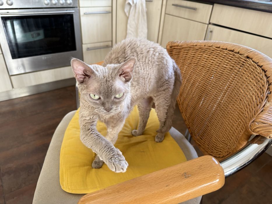 Liliowa koteczka devon rex