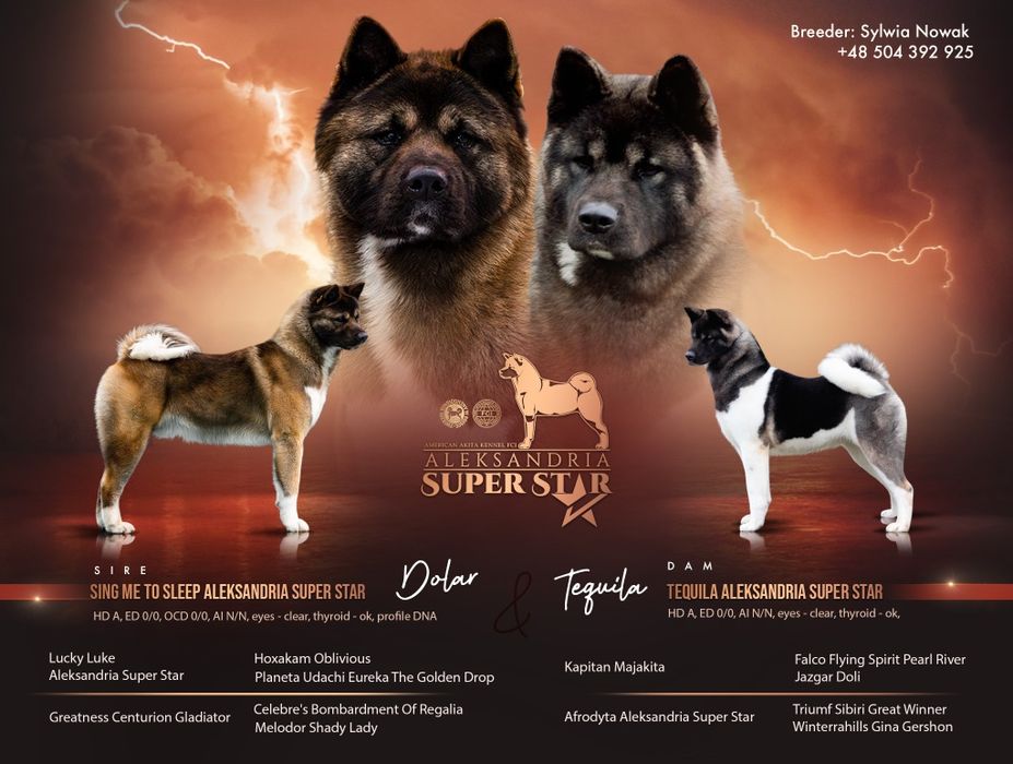 Akita Amerykańska suczka