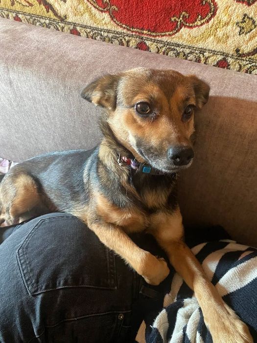 Отдам в хорошие руки