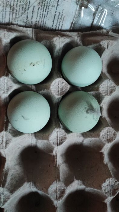 Курчата Люйкедандзи