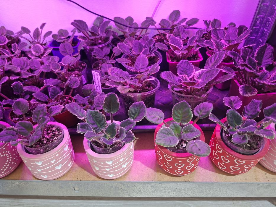 Fiołek Afrykański Veriegata