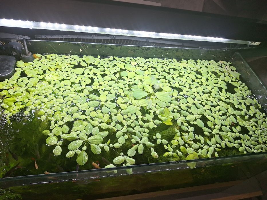 Oddam roślinki akwariowe
