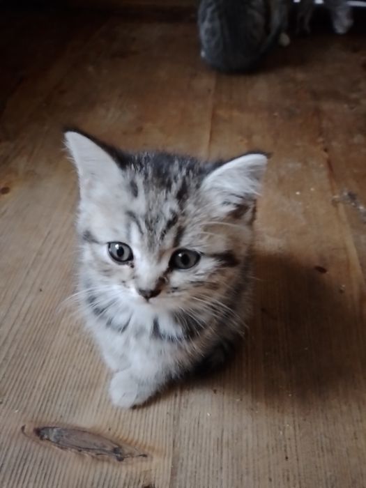 Шотландське кошеня
