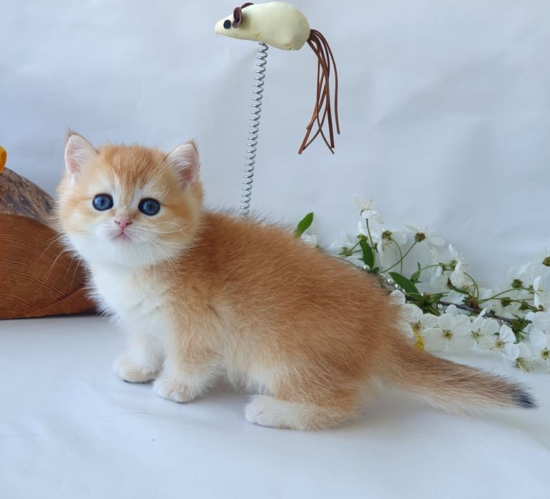 Киев котик 2месяца, клубный котенок, породистый британец, золотая шиншилла, тикированный окрас. Кошенята  Кот Кошка