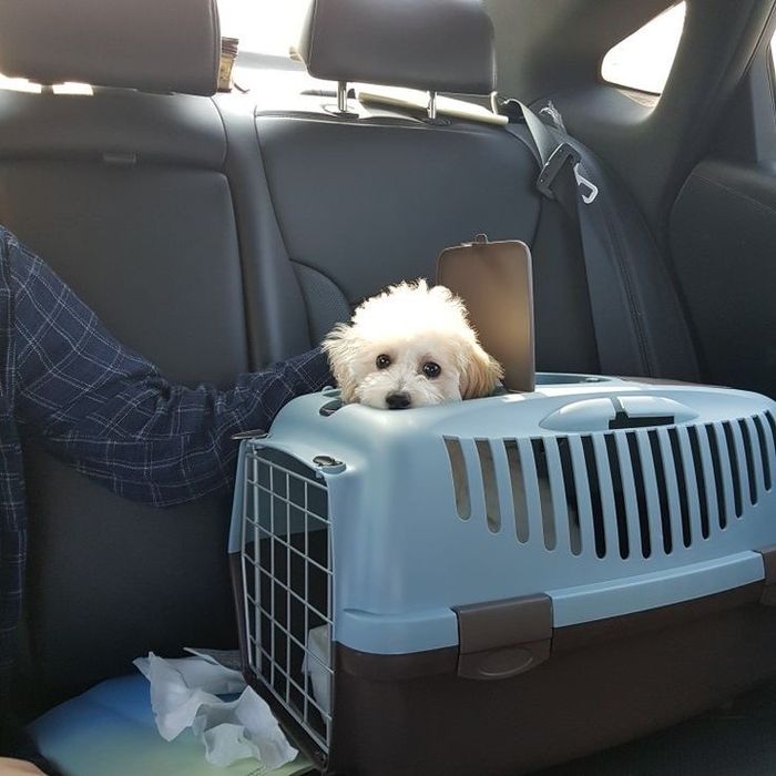 Офіційний Паспорт і чіп для ваших тваринок — ЄС / UK