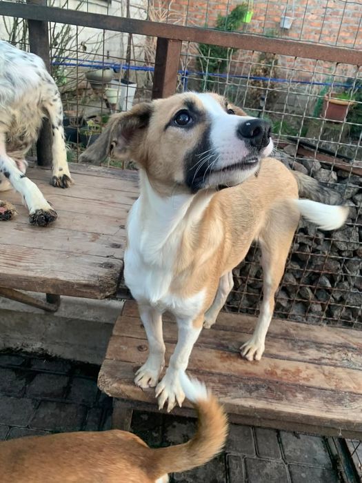 Шукаємо дім для добряка П'ЄРО собачка щеня песик