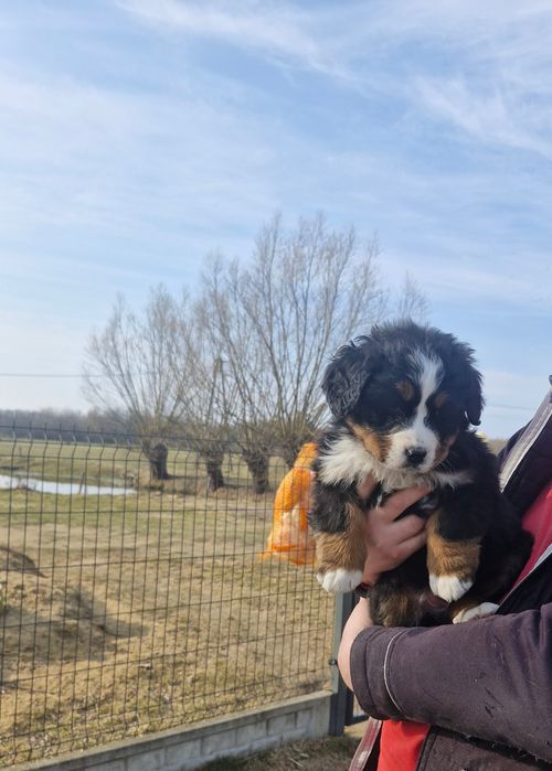 Bernanski Pies Pasterski