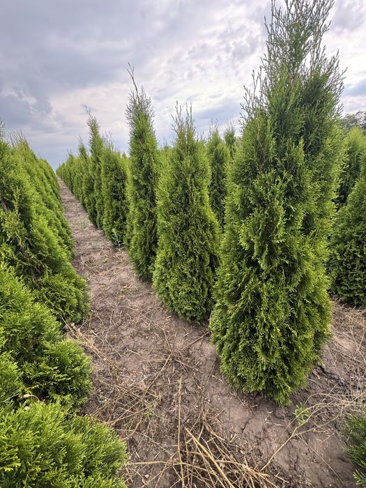 Продам тую Смарагд Супер!